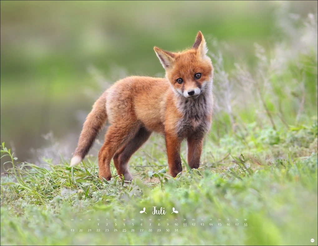 Weitere Ansicht: Vadim Trunov: Märchenhaftes Waldleben Posterkalender 2027