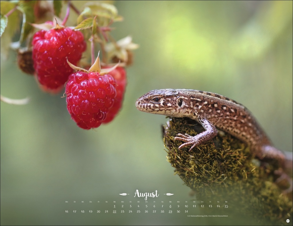 Weitere Ansicht: Vadim Trunov: Märchenhaftes Waldleben Posterkalender 2027