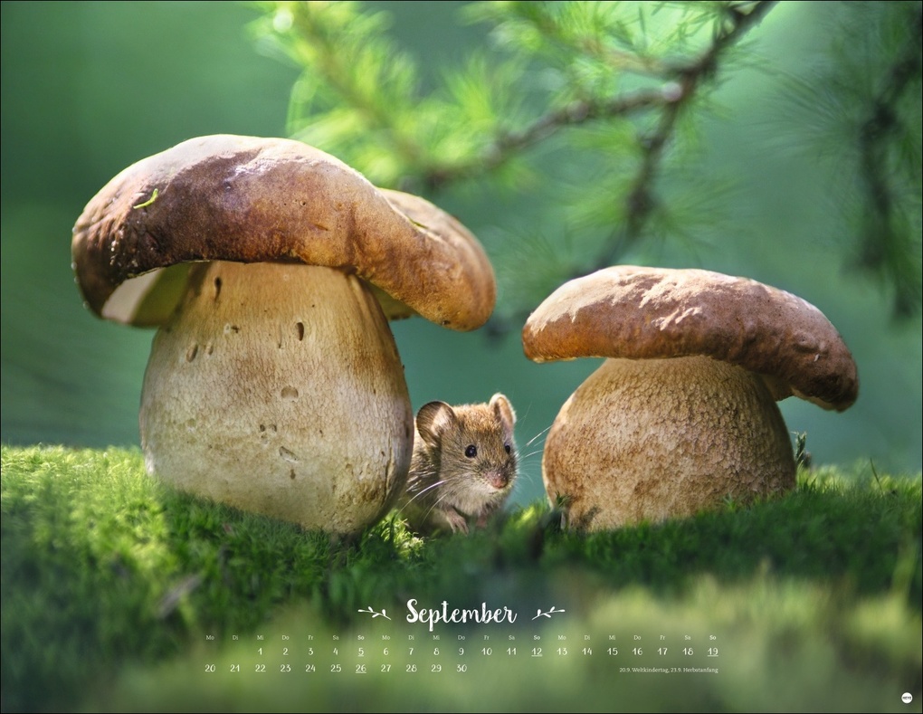 Weitere Ansicht: Vadim Trunov: Märchenhaftes Waldleben Posterkalender 2027