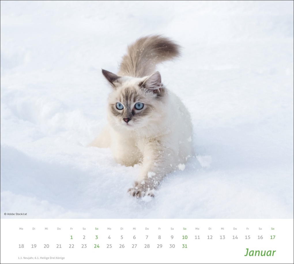 Weitere Ansicht: times&more Katzen Bildkalender 2027