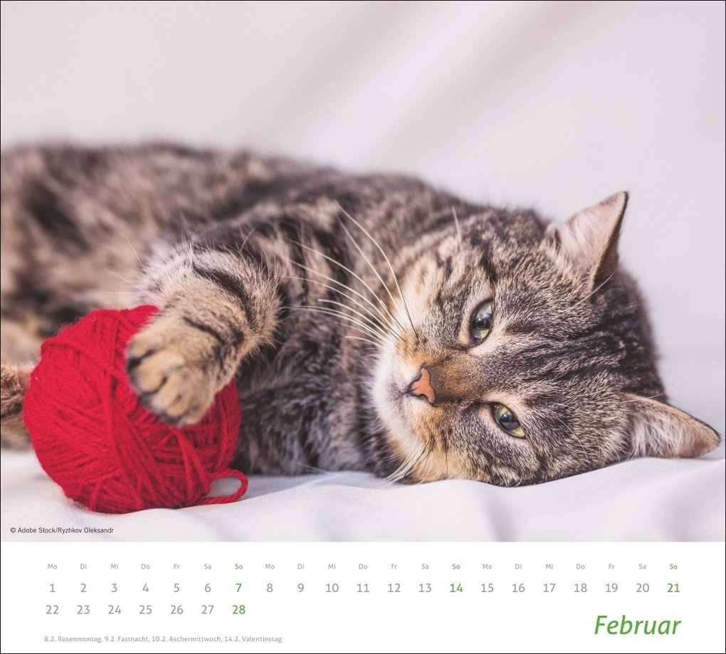 Weitere Ansicht: times&more Katzen Bildkalender 2027
