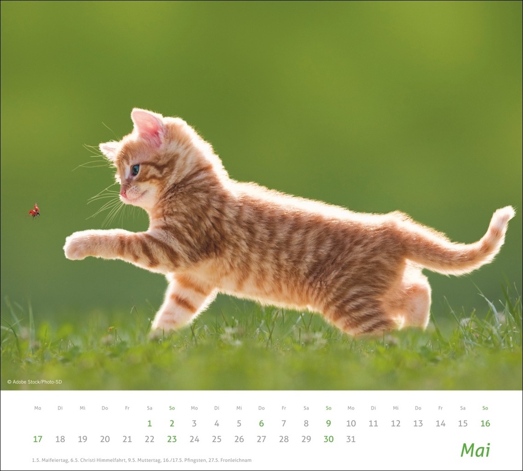 Weitere Ansicht: times&more Katzen Bildkalender 2027