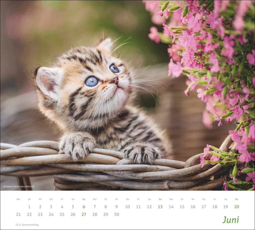 Weitere Ansicht: times&more Katzen Bildkalender 2027