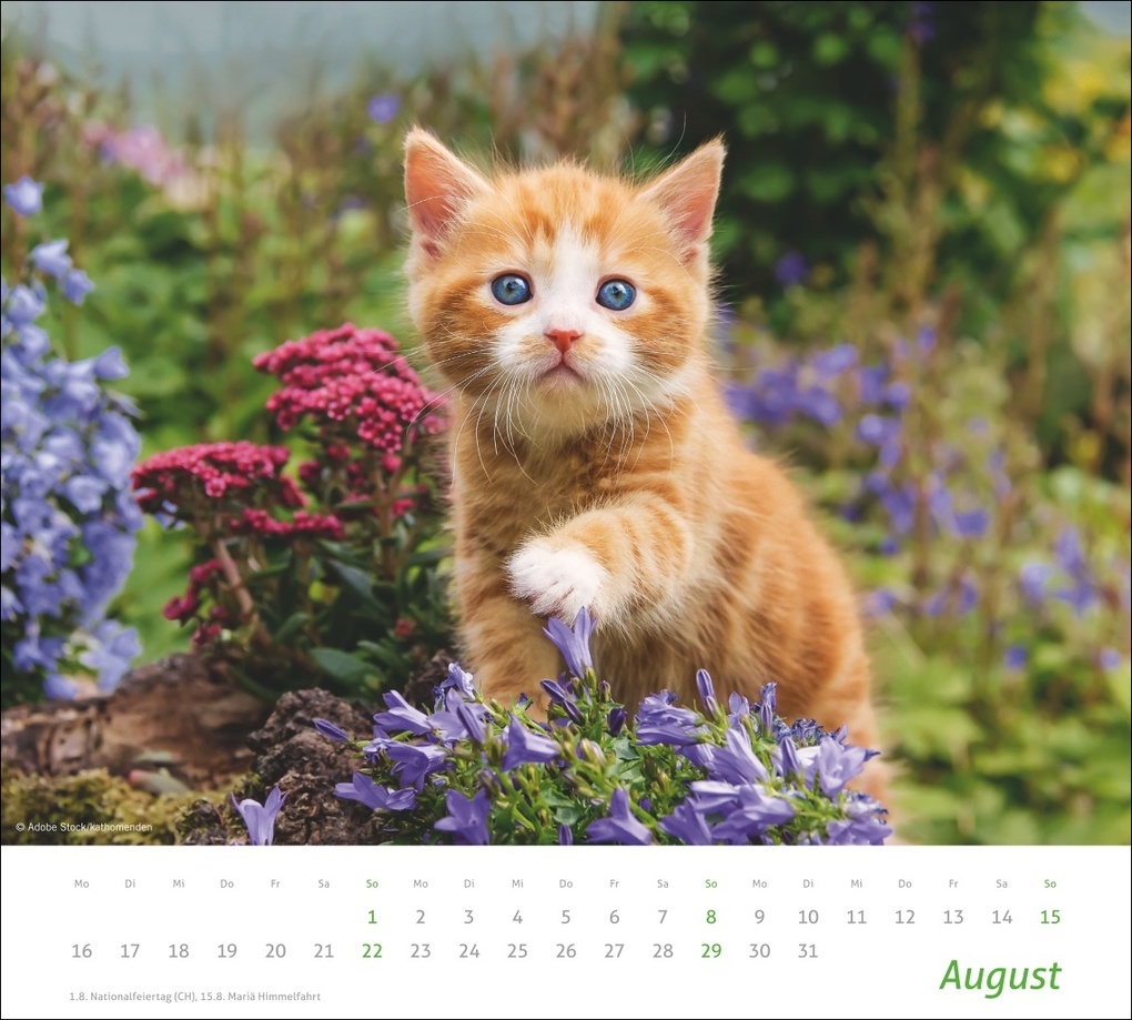 Weitere Ansicht: times&more Katzen Bildkalender 2027