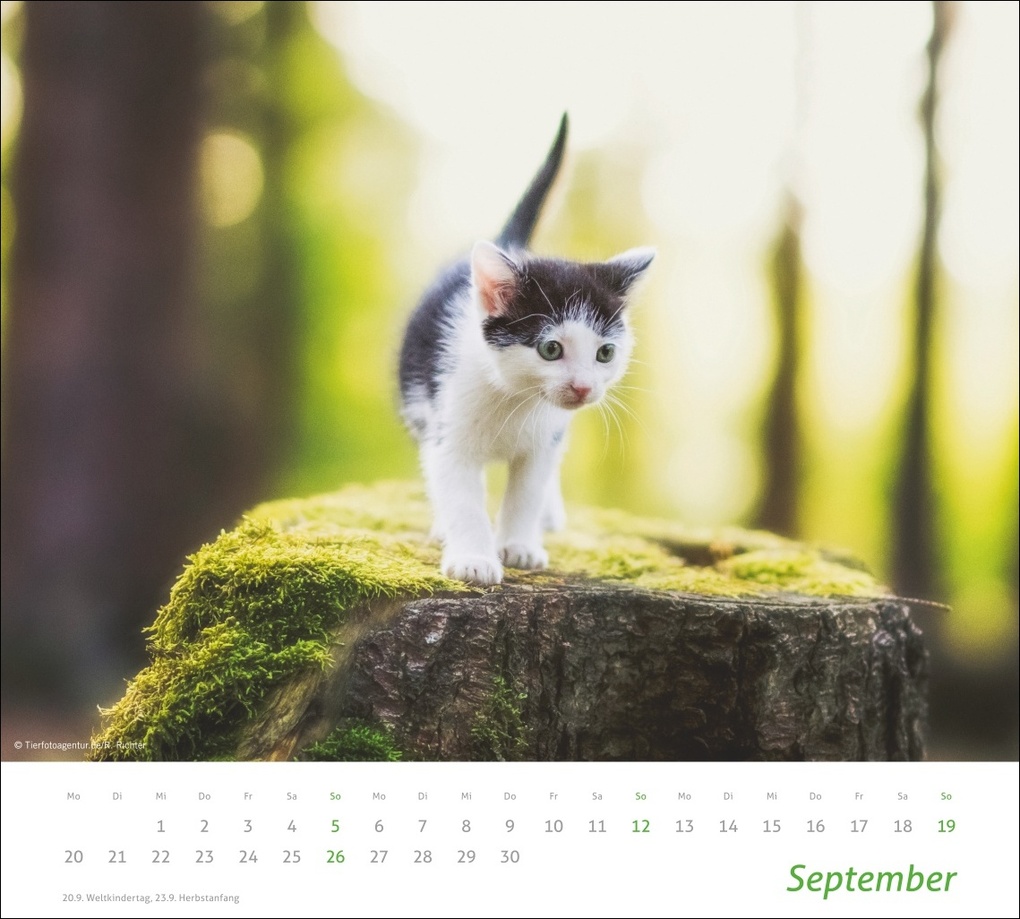 Weitere Ansicht: times&more Katzen Bildkalender 2027