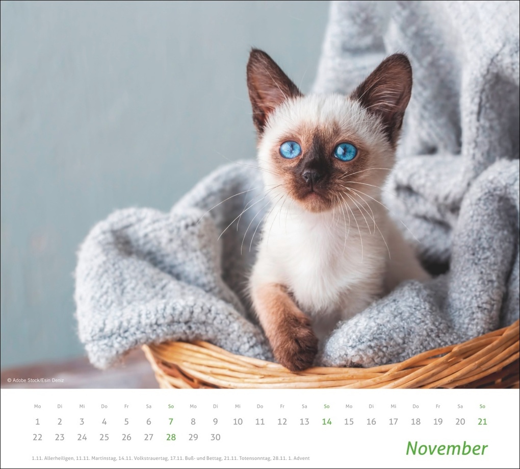 Weitere Ansicht: times&more Katzen Bildkalender 2027