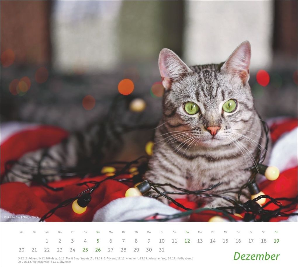 Weitere Ansicht: times&more Katzen Bildkalender 2027