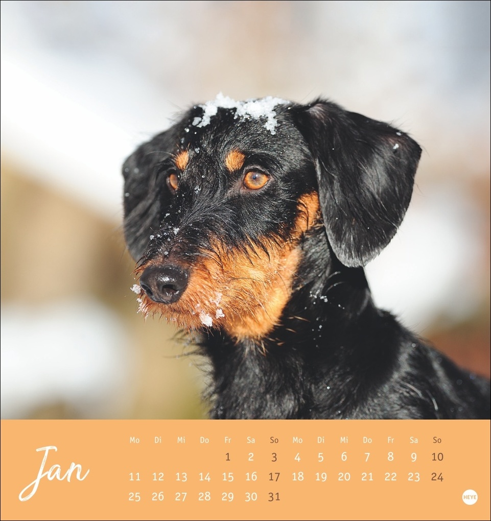 Weitere Ansicht: Dackel Postkartenkalender 2027