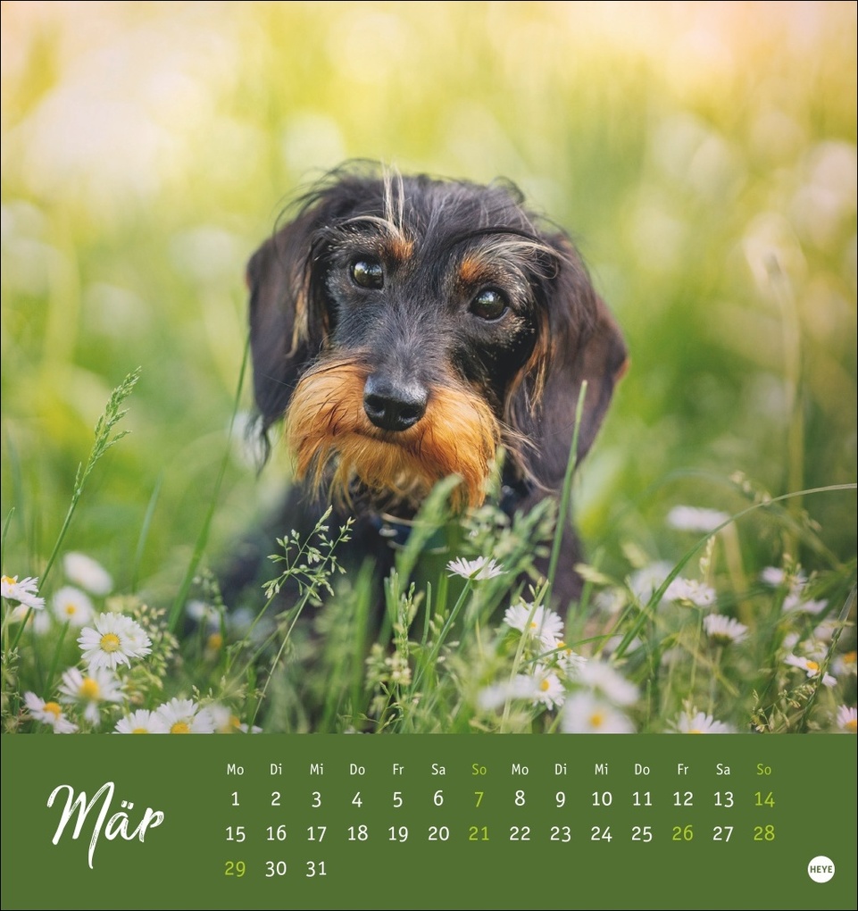 Weitere Ansicht: Dackel Postkartenkalender 2027