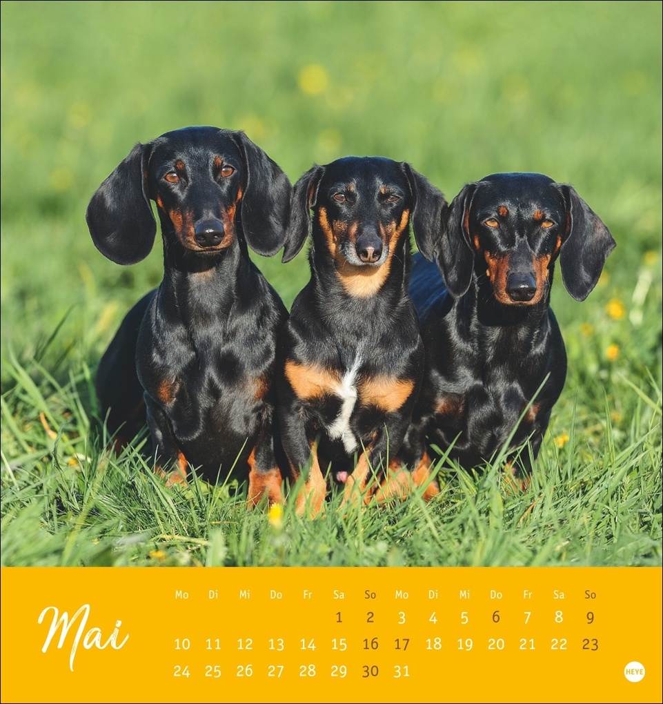 Weitere Ansicht: Dackel Postkartenkalender 2027