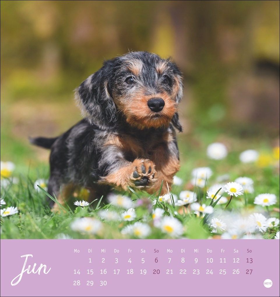 Weitere Ansicht: Dackel Postkartenkalender 2027