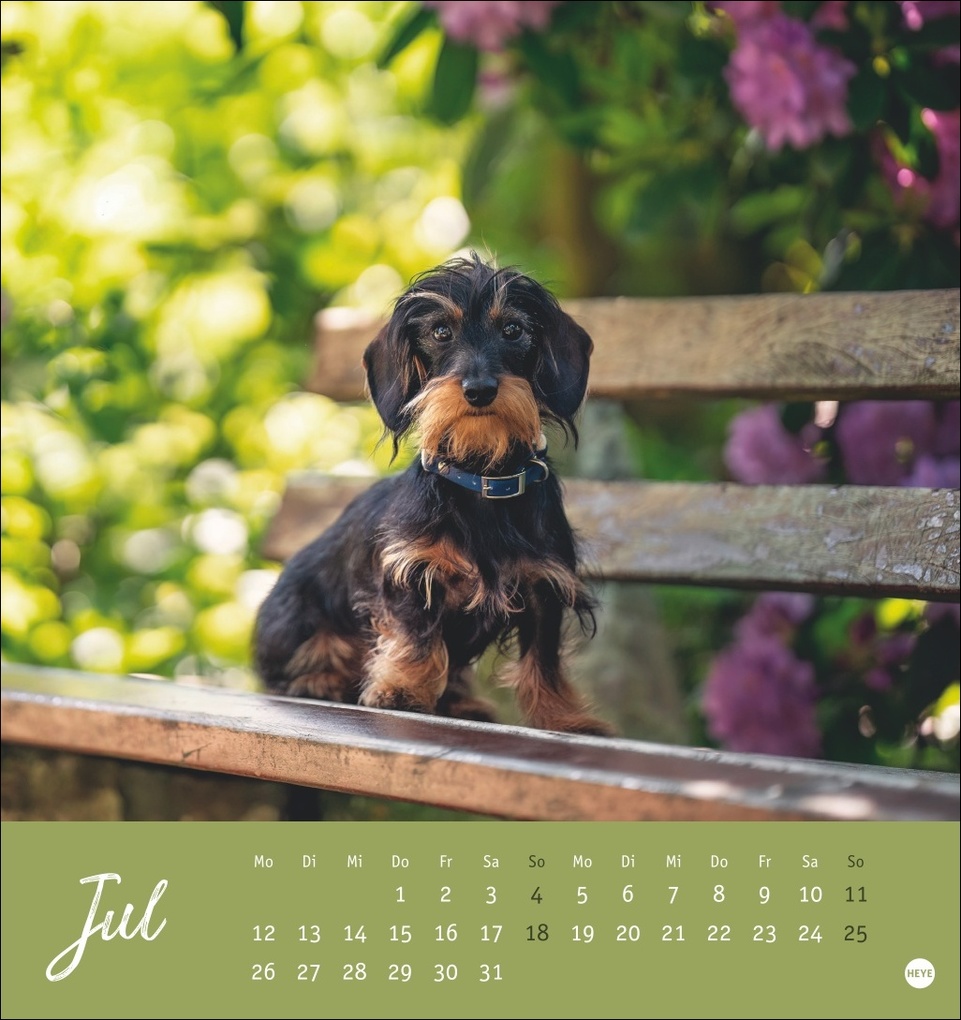 Weitere Ansicht: Dackel Postkartenkalender 2027