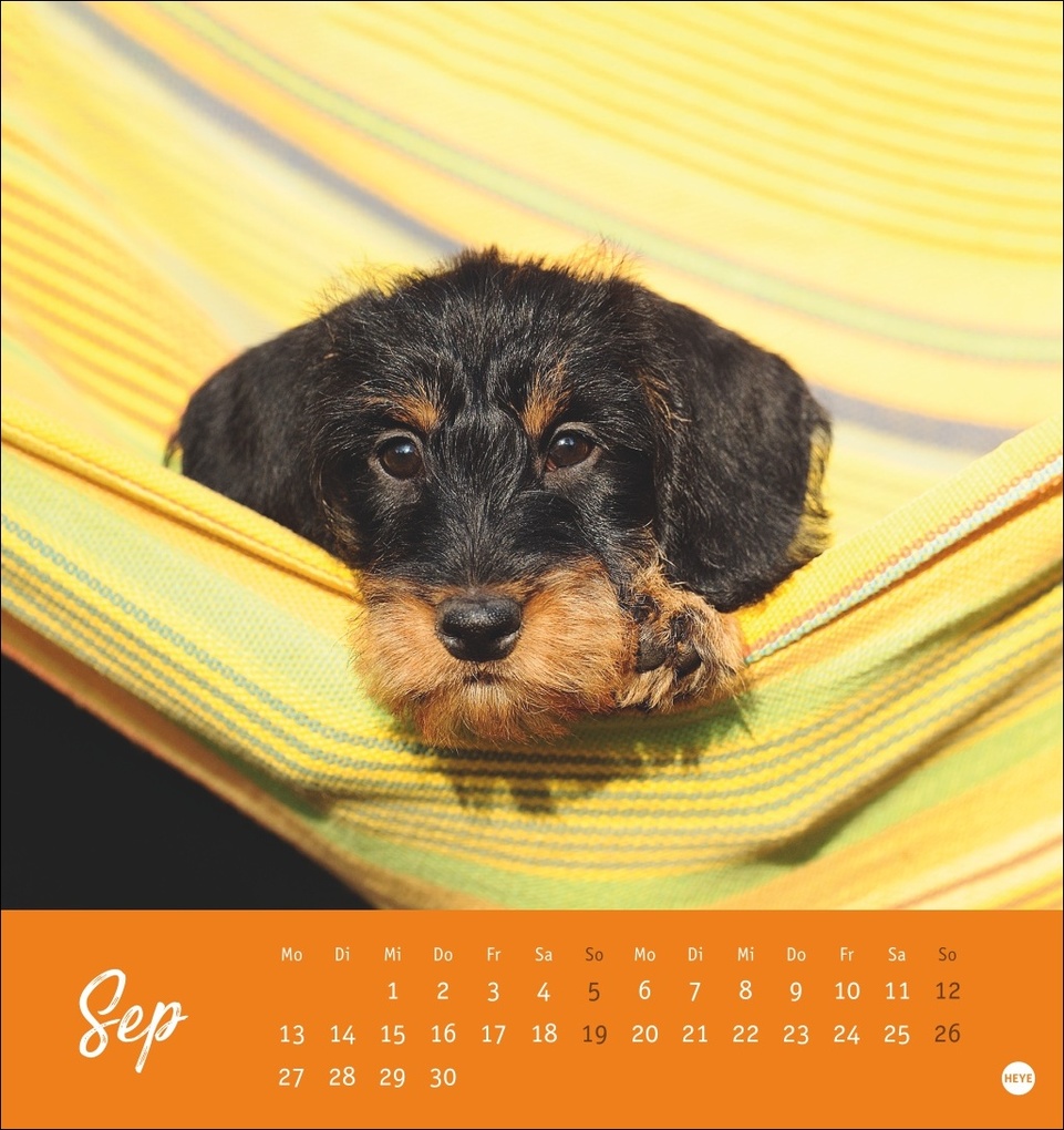 Weitere Ansicht: Dackel Postkartenkalender 2027