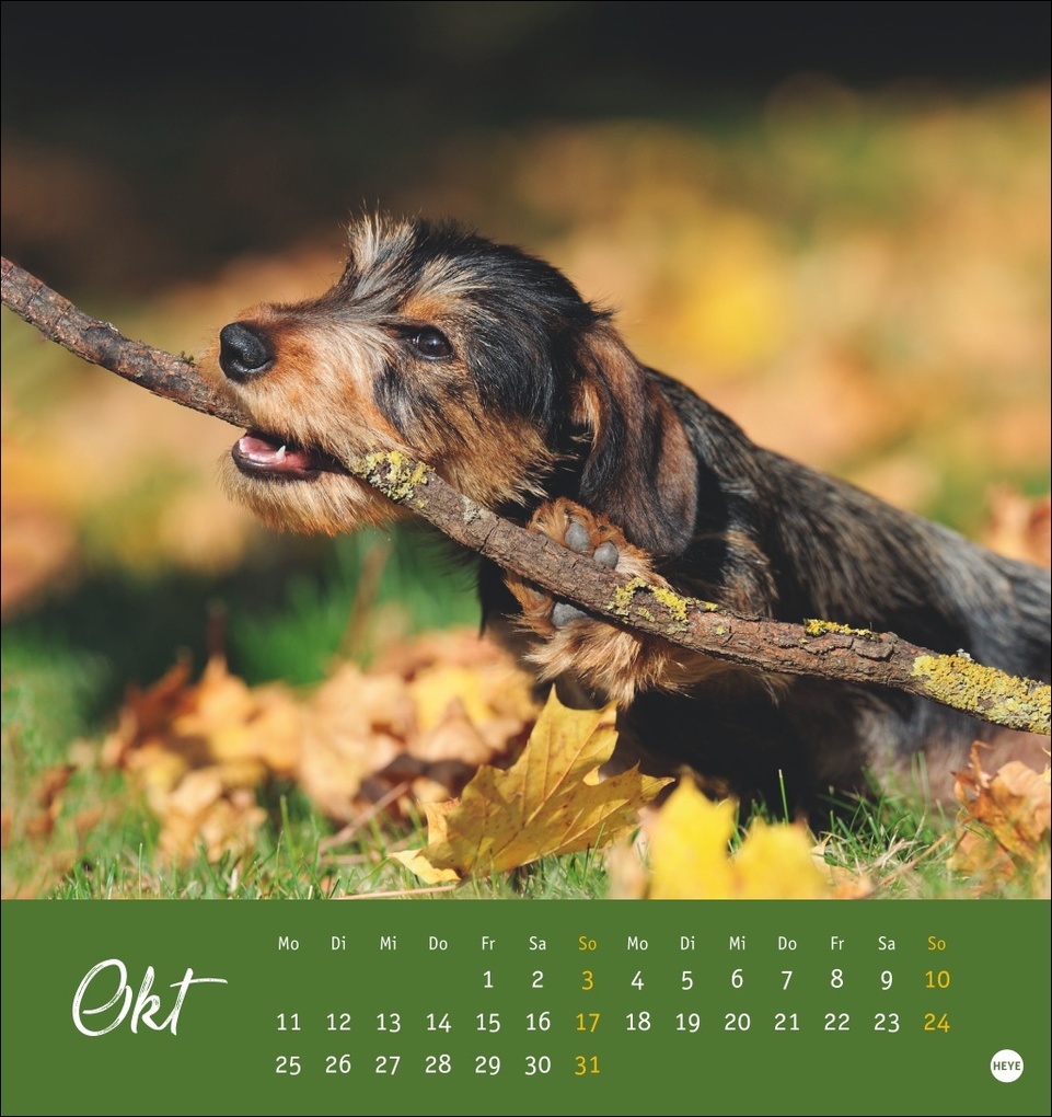 Weitere Ansicht: Dackel Postkartenkalender 2027