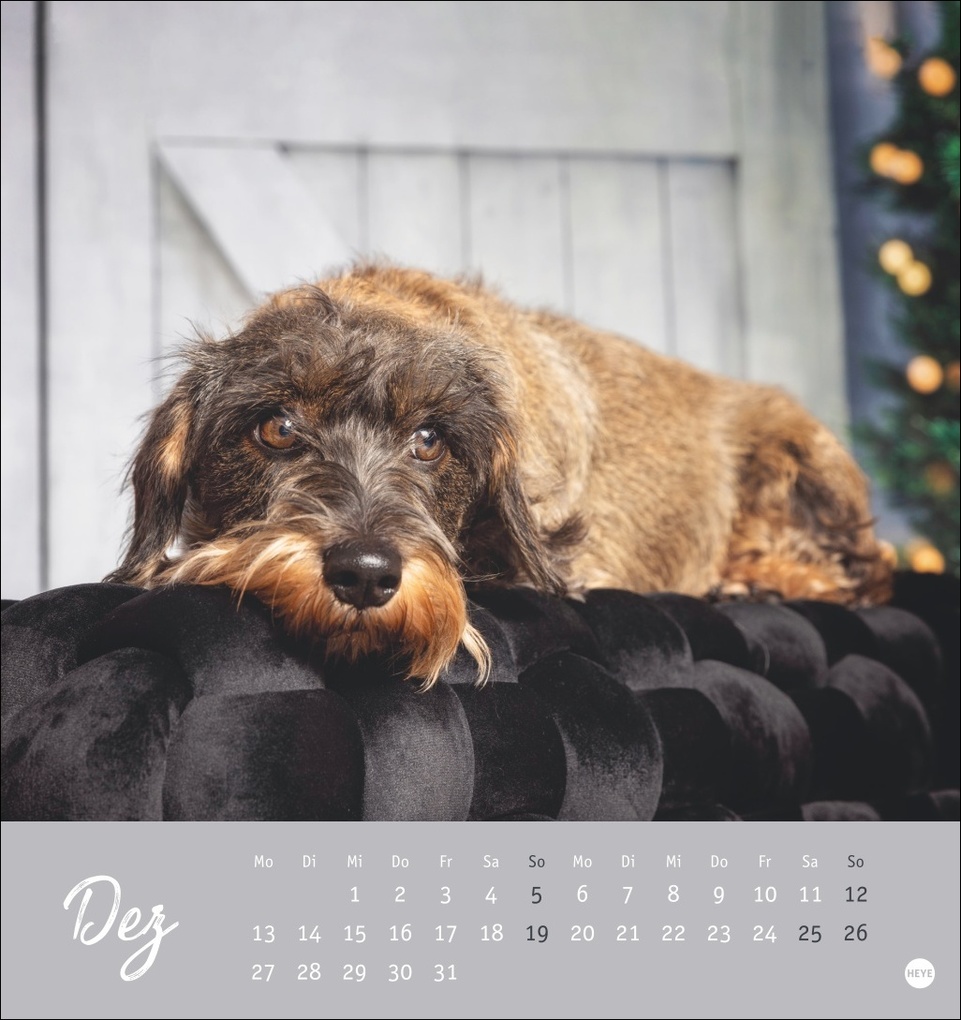 Weitere Ansicht: Dackel Postkartenkalender 2027