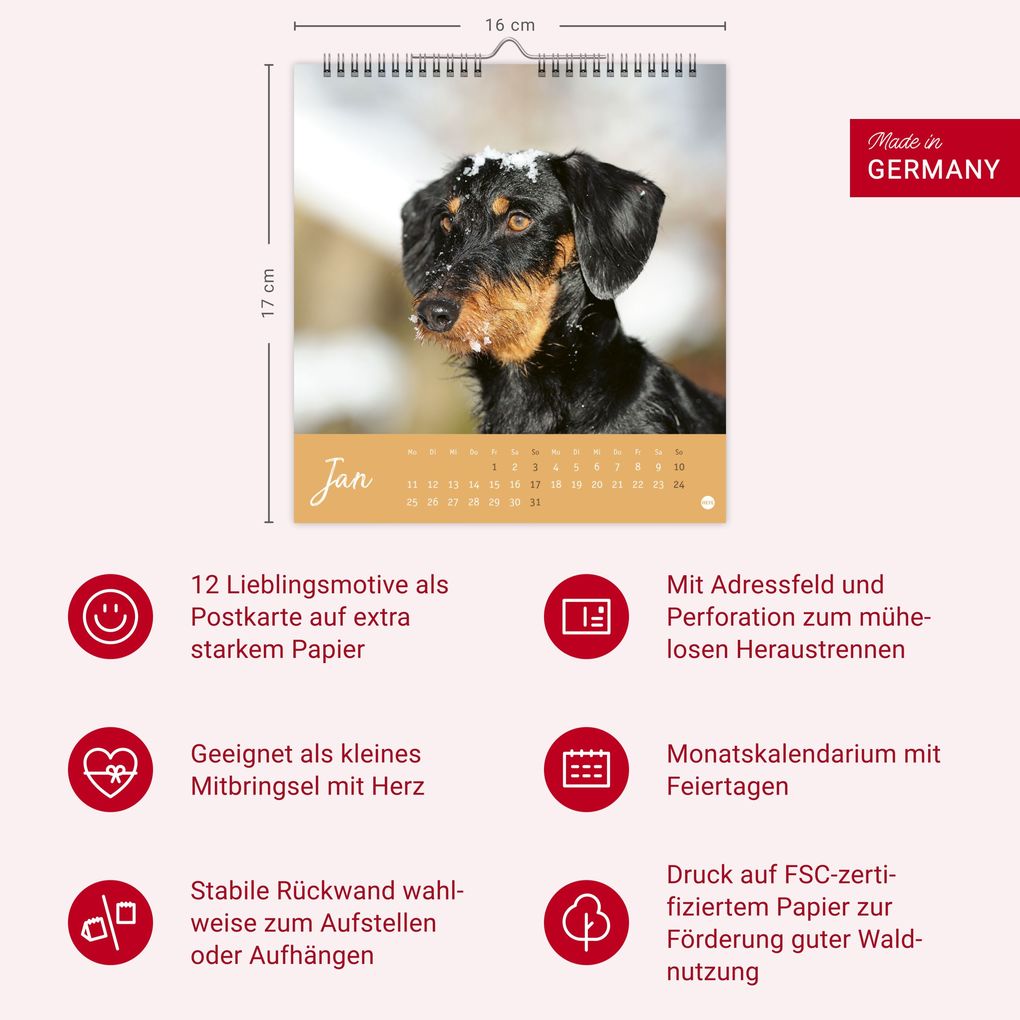 Weitere Ansicht: Dackel Postkartenkalender 2027