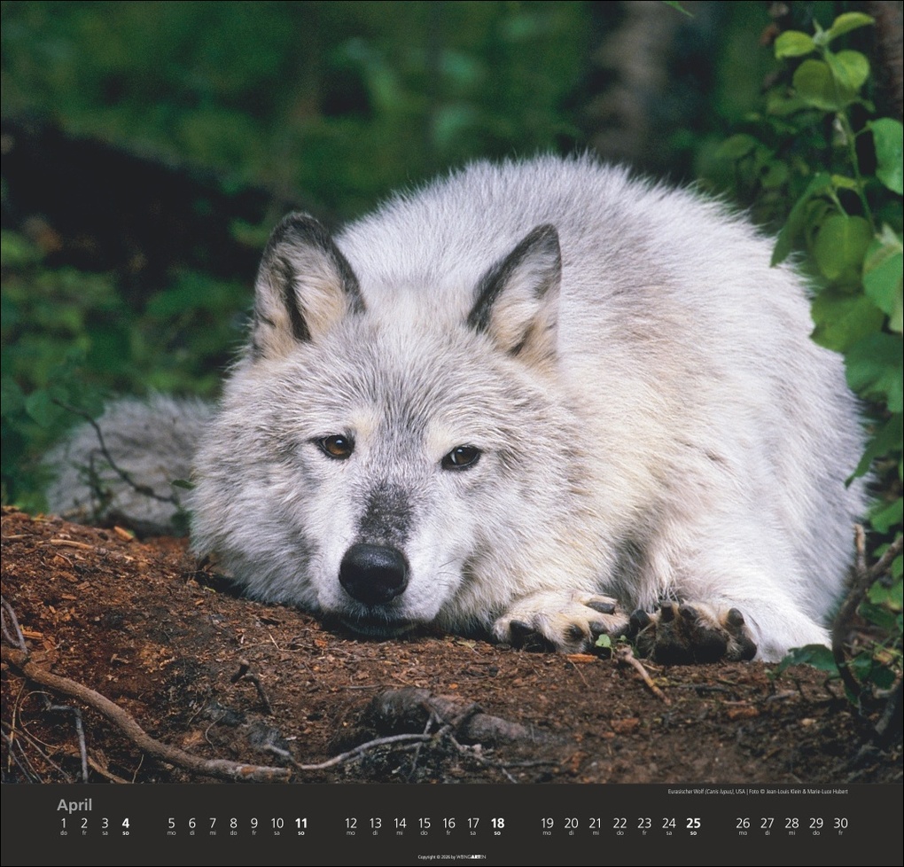 Weitere Ansicht: Wölfe Kalender 2027