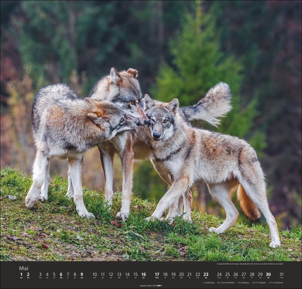 Weitere Ansicht: Wölfe Kalender 2027