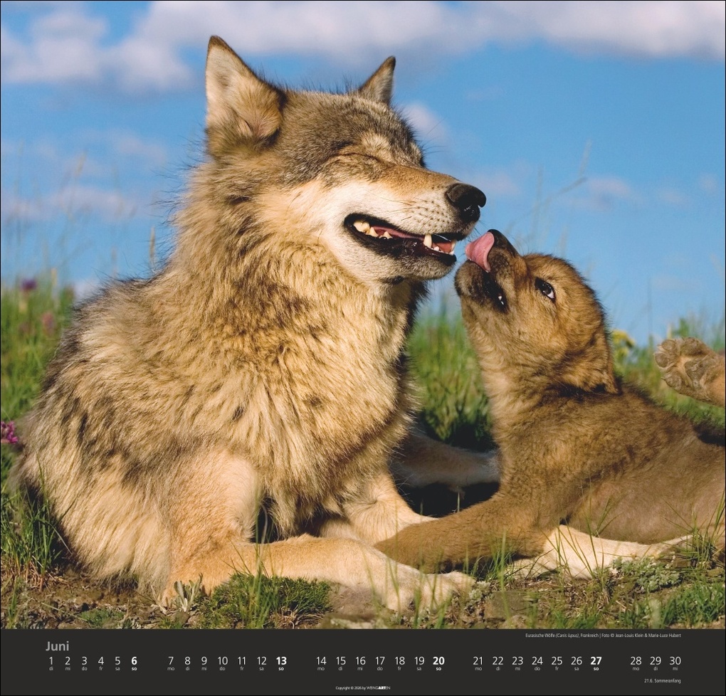 Weitere Ansicht: Wölfe Kalender 2027