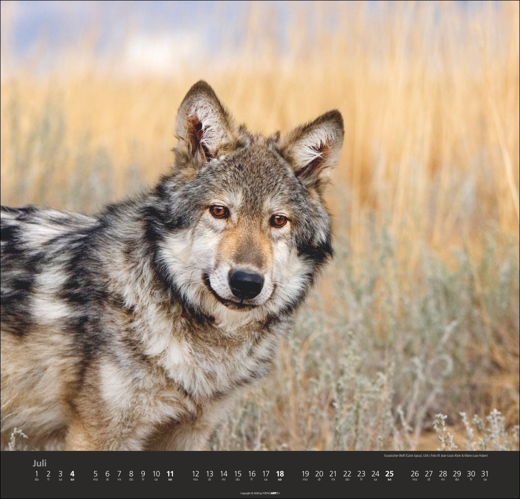 Weitere Ansicht: Wölfe Kalender 2027