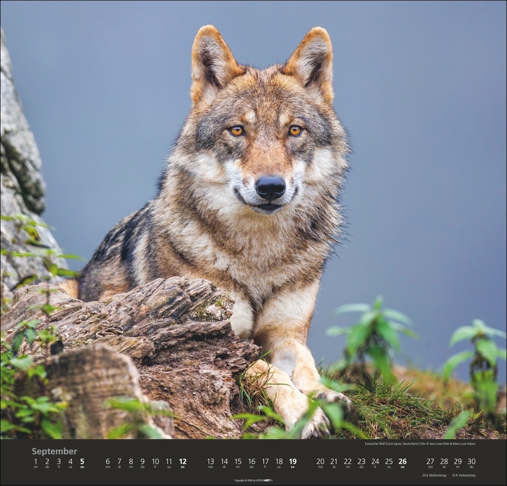 Weitere Ansicht: Wölfe Kalender 2027