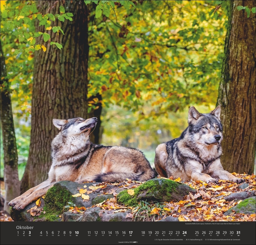 Weitere Ansicht: Wölfe Kalender 2027