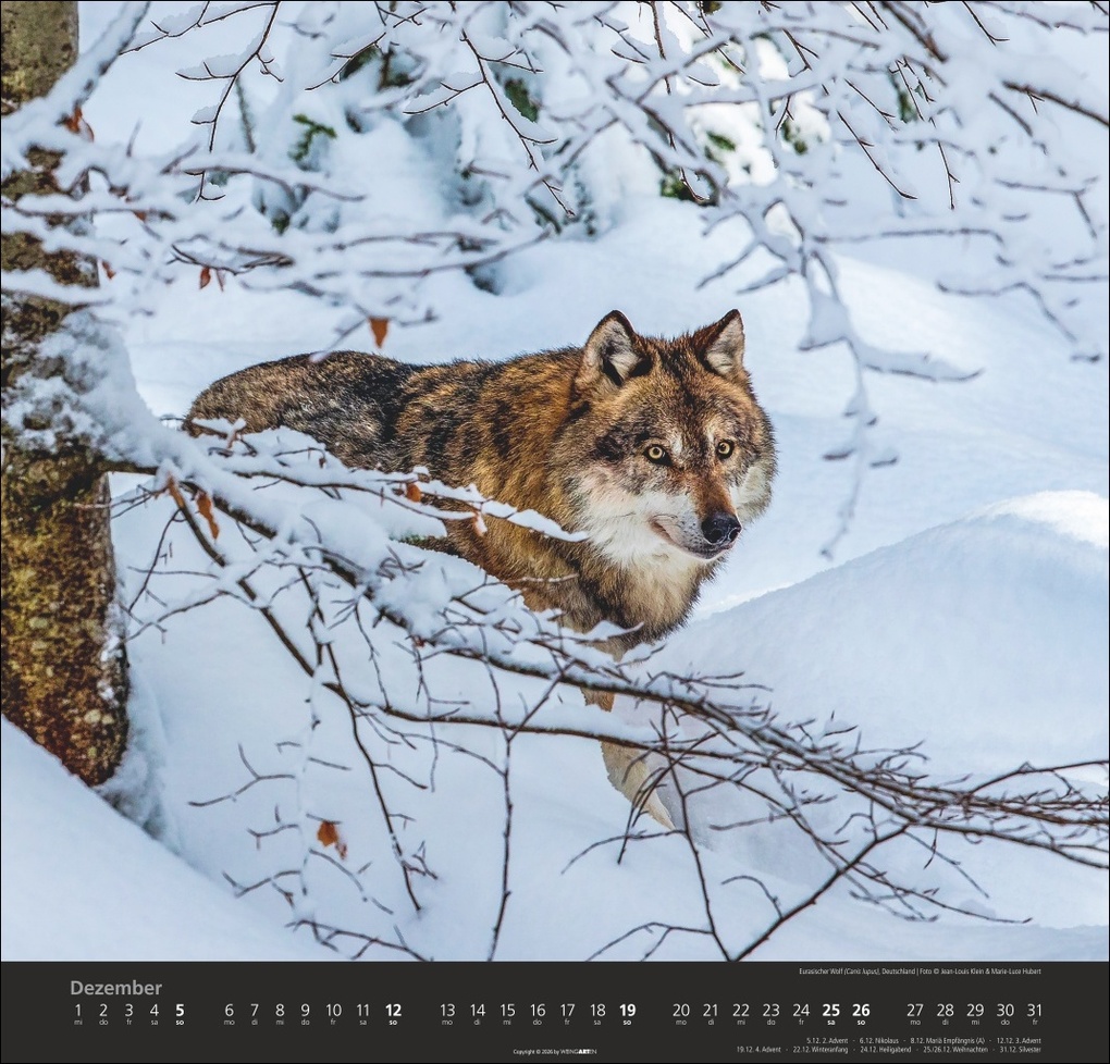 Weitere Ansicht: Wölfe Kalender 2027