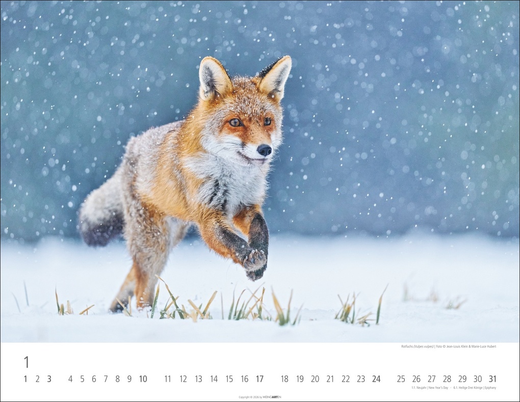 Weitere Ansicht: Heimische Wildtiere Kalender 2027