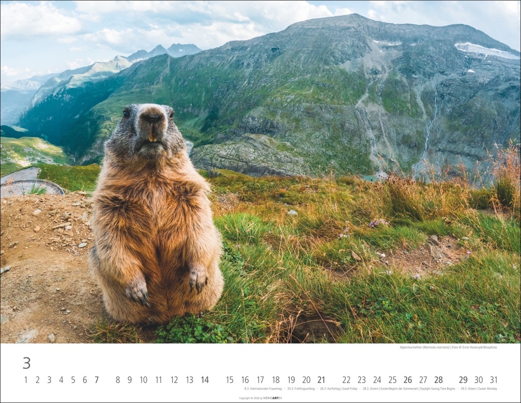 Weitere Ansicht: Heimische Wildtiere Kalender 2027