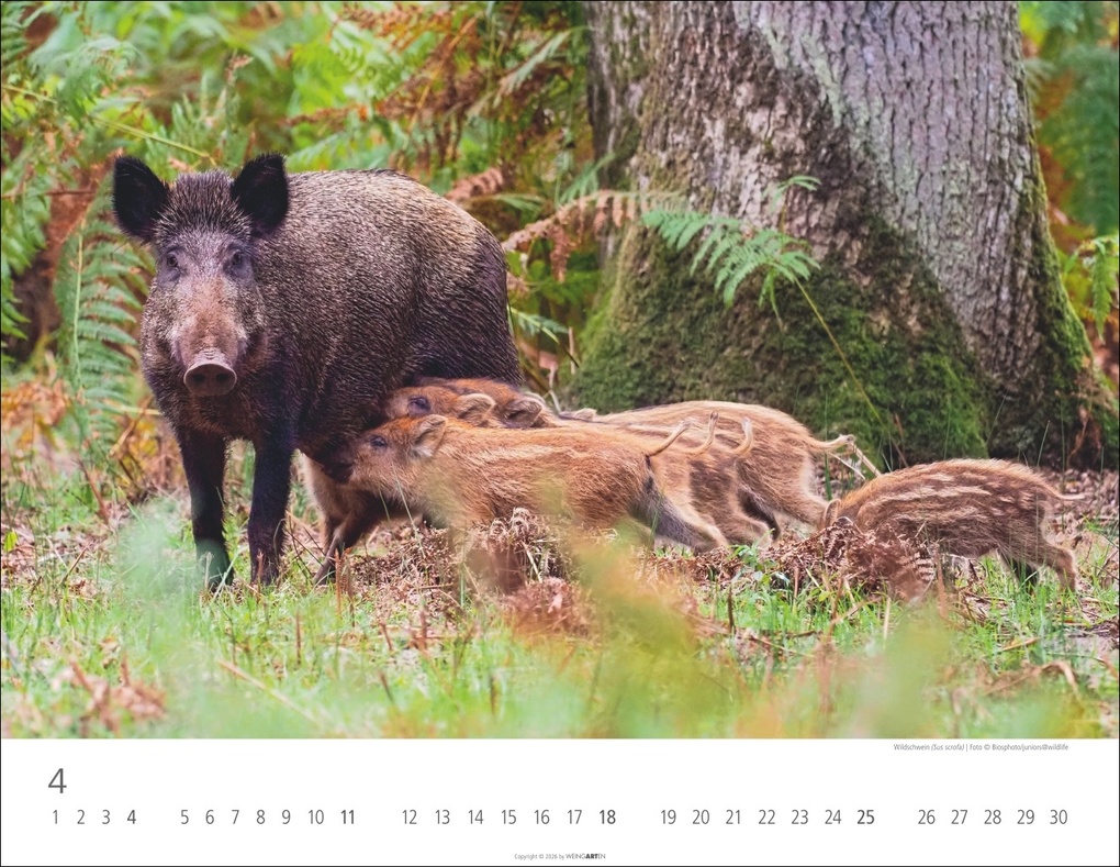 Weitere Ansicht: Heimische Wildtiere Kalender 2027