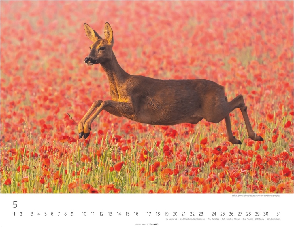 Weitere Ansicht: Heimische Wildtiere Kalender 2027