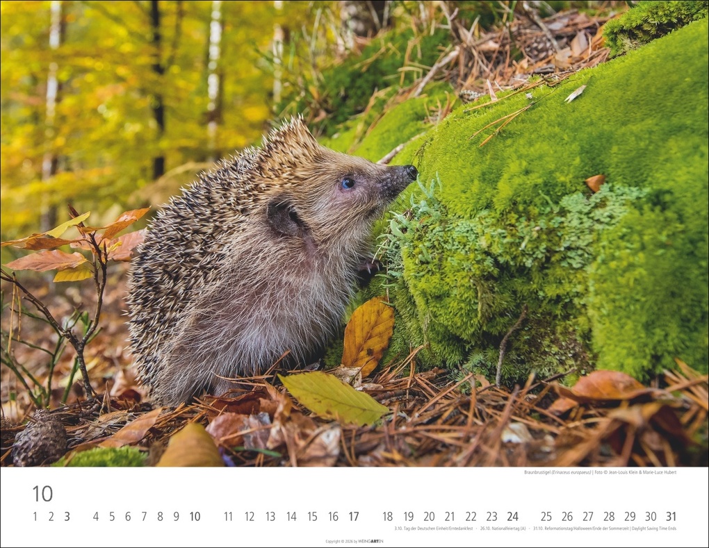 Weitere Ansicht: Heimische Wildtiere Kalender 2027