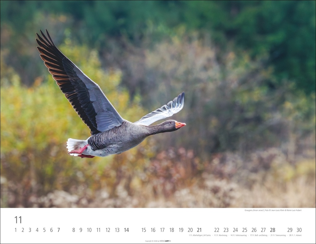 Weitere Ansicht: Heimische Wildtiere Kalender 2027