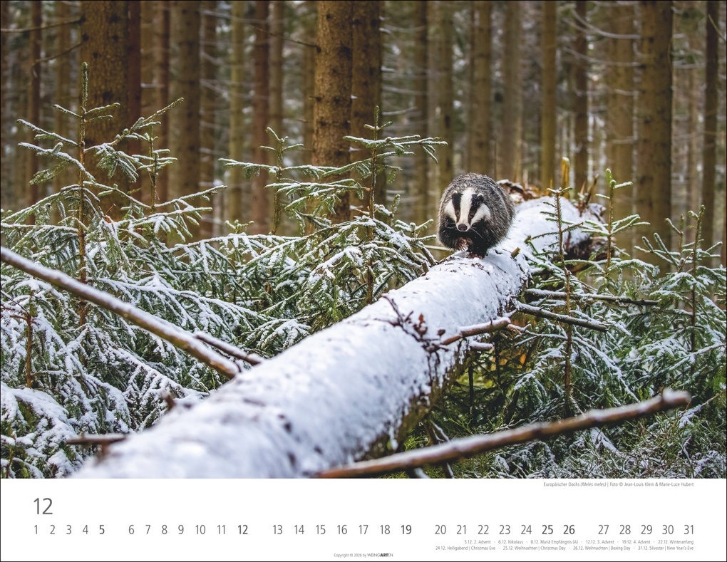 Weitere Ansicht: Heimische Wildtiere Kalender 2027