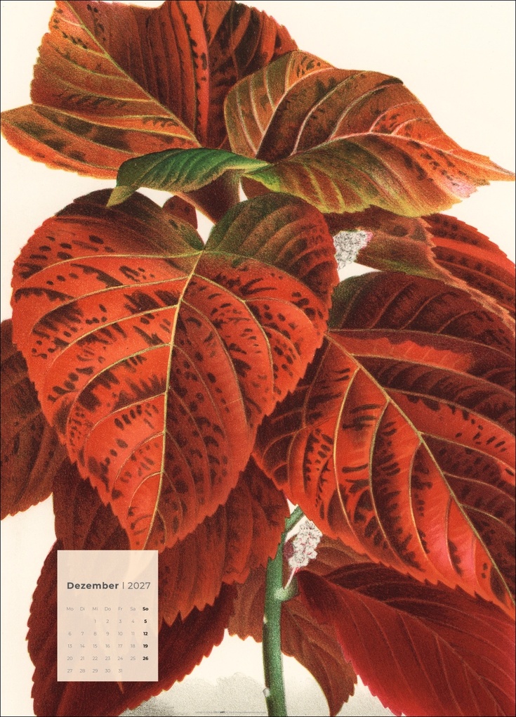 Weitere Ansicht: Botanicals Kalender 2027