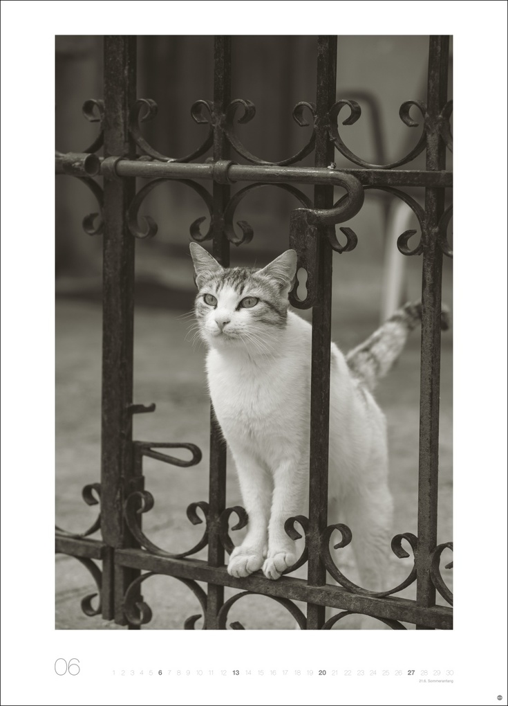 Weitere Ansicht: Cats Edition Kalender 2027