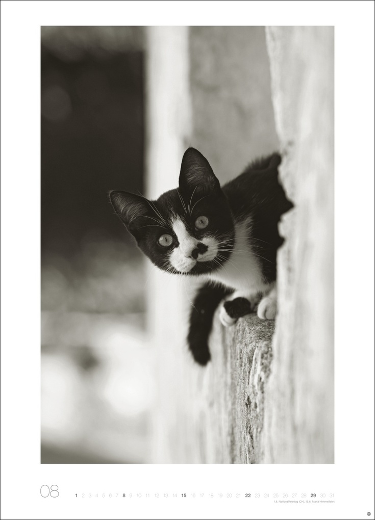 Weitere Ansicht: Cats Edition Kalender 2027