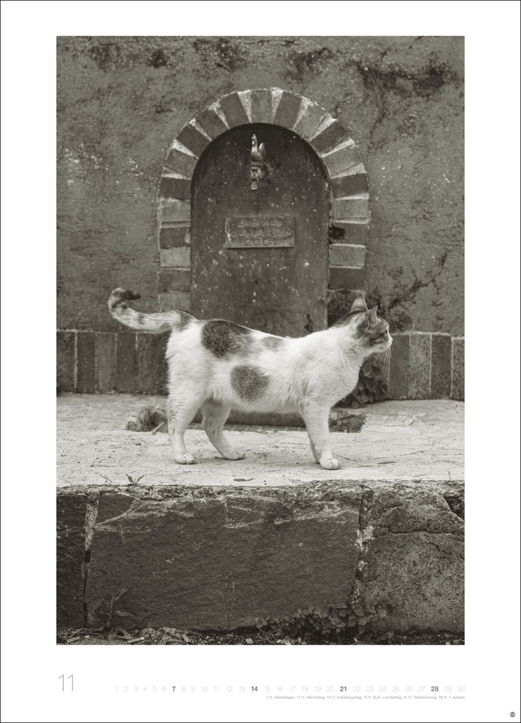 Weitere Ansicht: Cats Edition Kalender 2027