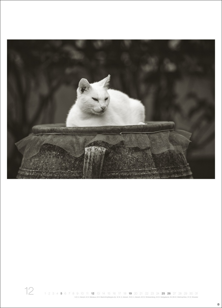 Weitere Ansicht: Cats Edition Kalender 2027