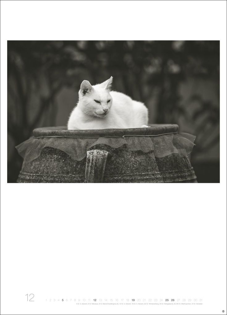 Weitere Ansicht: Cats Edition Kalender 2027