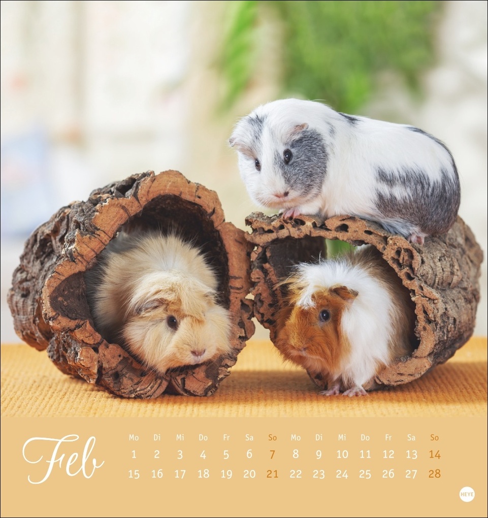 Weitere Ansicht: Kuschelige Meerschweinchen Postkartenkalender 2027