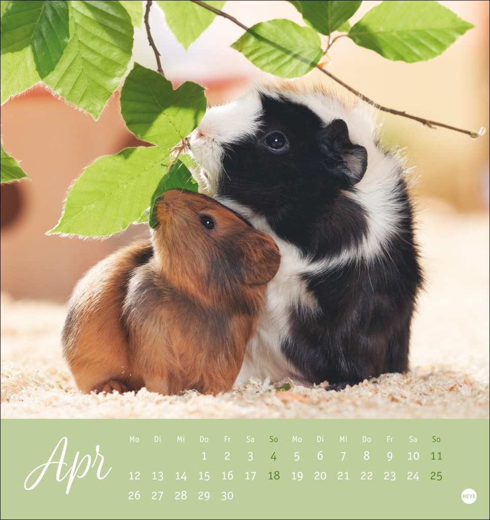 Weitere Ansicht: Kuschelige Meerschweinchen Postkartenkalender 2027
