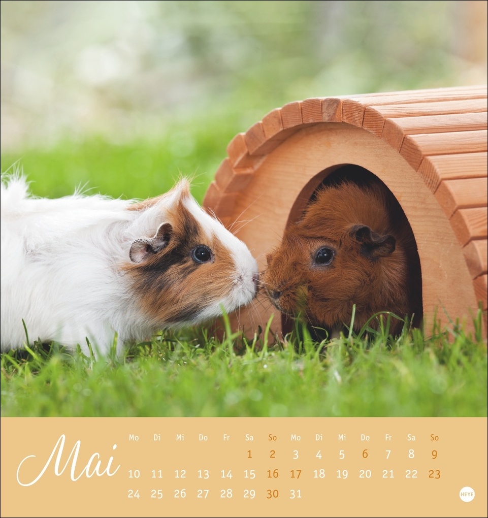 Weitere Ansicht: Kuschelige Meerschweinchen Postkartenkalender 2027