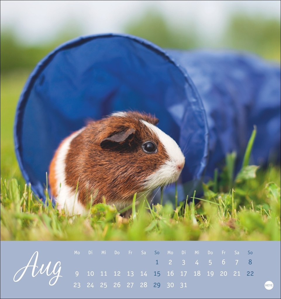 Weitere Ansicht: Kuschelige Meerschweinchen Postkartenkalender 2027
