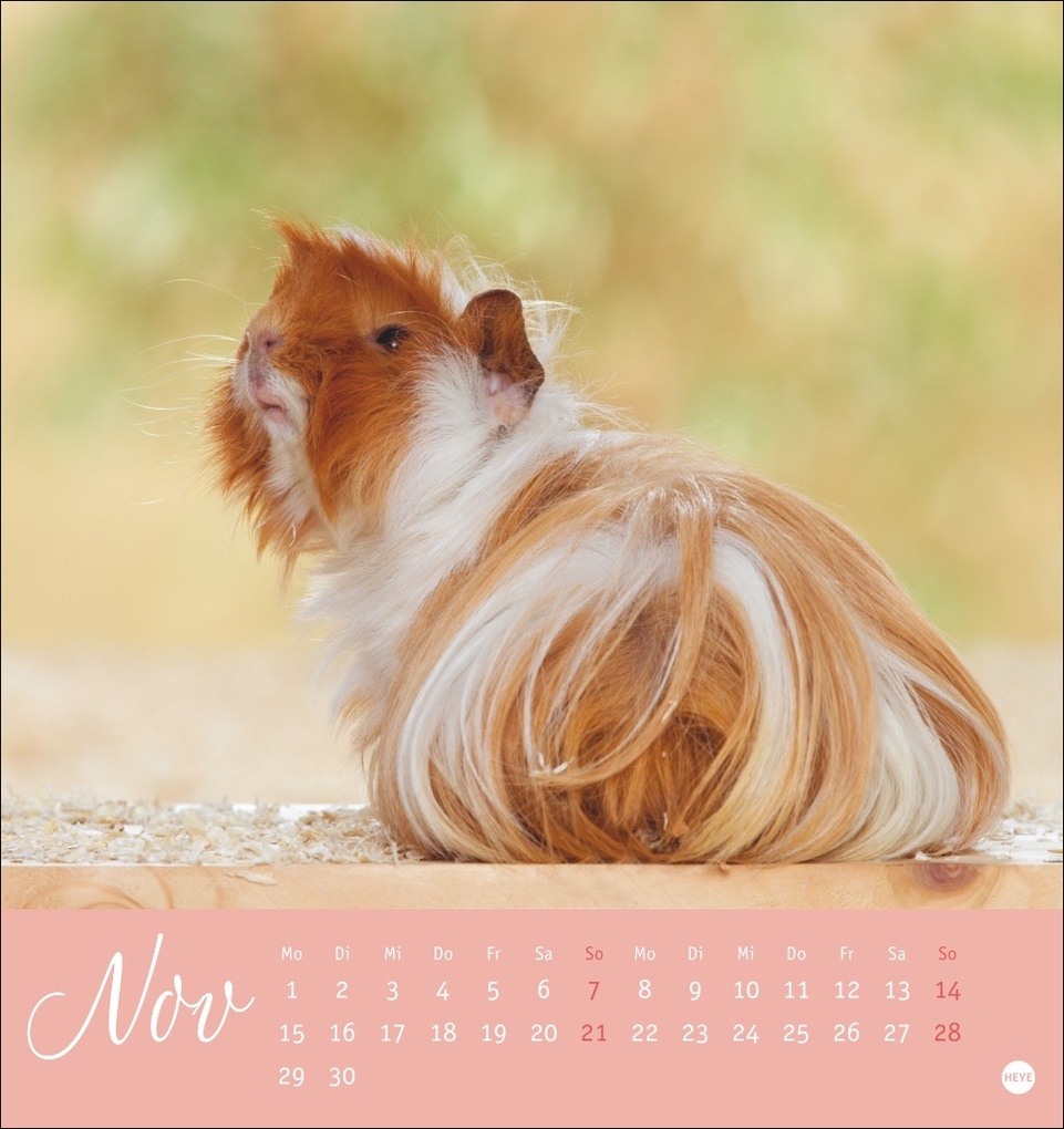 Weitere Ansicht: Kuschelige Meerschweinchen Postkartenkalender 2027