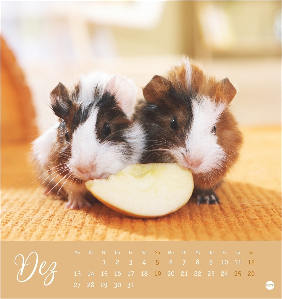 Weitere Ansicht: Kuschelige Meerschweinchen Postkartenkalender 2027