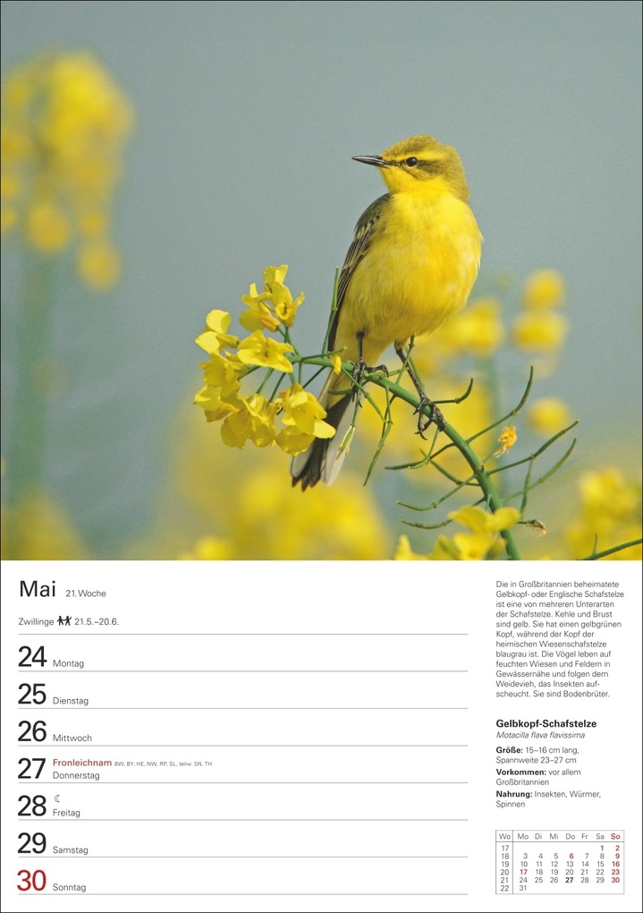 Weitere Ansicht: Heimische Vögel Wochenplaner 2027 - 53 faszinierende Fotografien | Markus Hattstein