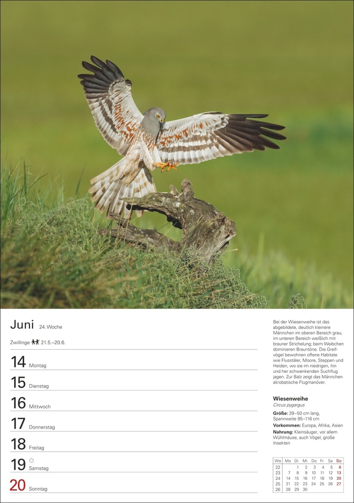 Weitere Ansicht: Heimische Vögel Wochenplaner 2027 - 53 faszinierende Fotografien | Markus Hattstein