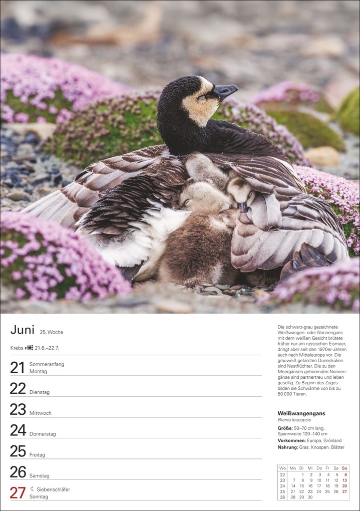 Weitere Ansicht: Heimische Vögel Wochenplaner 2027 - 53 faszinierende Fotografien | Markus Hattstein