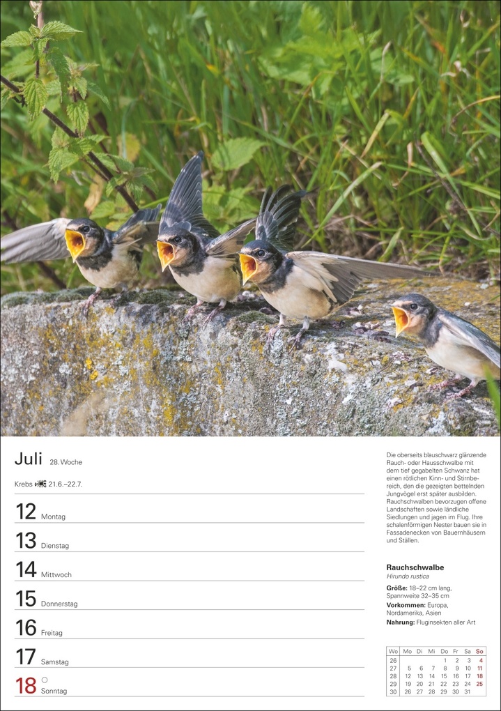 Weitere Ansicht: Heimische Vögel Wochenplaner 2027 - 53 faszinierende Fotografien | Markus Hattstein